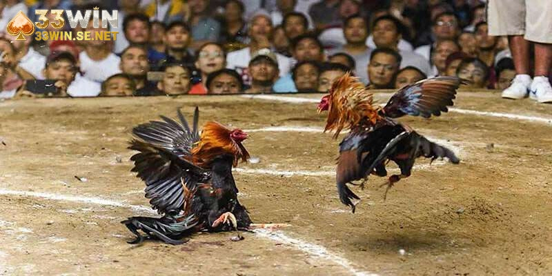 Đá gà c1 tại nhà cái có những cửa cược nào?
