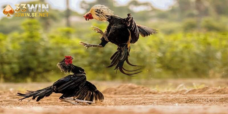 Những giống gà nào thường được lựa chọn để tham gia đá gà c2?