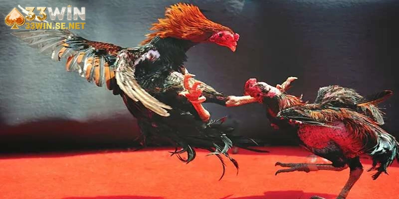Chuyên mục Đá Gà của nhà cái có những hình thức nào nổi bật?