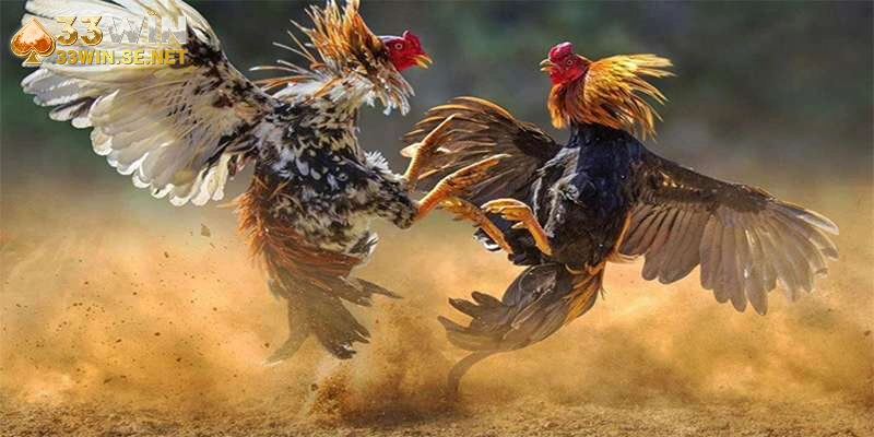 Điều gì giúp tạo nên sức hút cho chuyên mục Đá Gà của nhà cái?