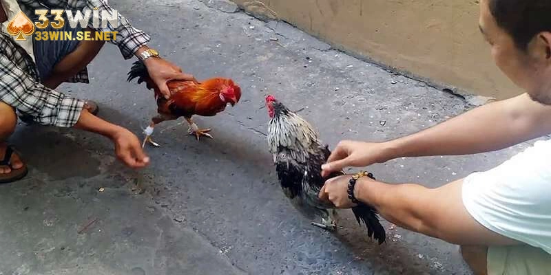 Kỹ thuật nuôi dưỡng và huấn luyện gà tre đá