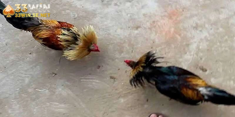 Chiến thuật hiệu quả trong trận đấu đá gà tre