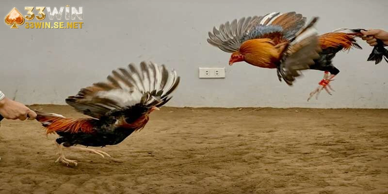 Đặc điểm nổi bật của gà tre trong các đấu trường