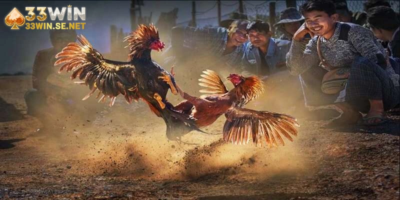 Vì sao trực tiếp đá gà lại khiến hàng ngàn người mê mẩn?